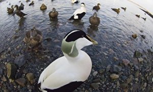 Eiders Somateria mollissima Northumberland winter
