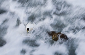 Eiders Somateria mollissima Northumberland winter