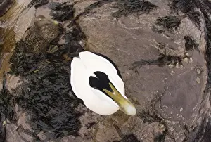 Eider Prints: Eiders Somateria mollissima pair viewed from overhead angle Northumberland winter