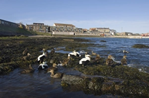Eiders Somateria mollissima in Seahouses Harbour Northumberland spring Eiders Somateria mollissima in Seahouses Harbour Northumberland spring