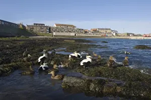 Eider Prints: Eiders Somateria mollissima in Seahouses Harbour Northumberland spring
