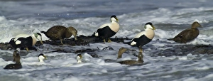 Eiders Somateria mollissima in the surf Northumberland winter Eiders Somateria mollissima in the surf Northumberland winter