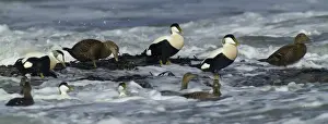 Eider Prints: Eiders Somateria mollissima in the surf Northumberland winter