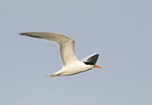 Elegant Tern Sterna elegans Bolsa Chica California April
