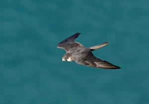 Eleonoras Falcon Falco eleonarae pale morph Cyprus autumn