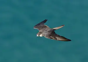 Eleonoras Falcon Falco eleonarae pale morph Cyprus autumn