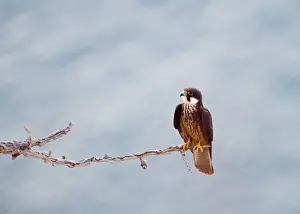 Raptor Prints: Eleonoras Falcon Falco eleonarae pale morph Cyprus autumn