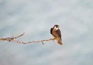 Eleonoras Falcon Falco eleonarae pale morph Cyprus autumn