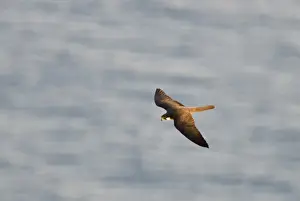 : Eleonoras Falcon Falco eleonarae pale morph Cyprus autumn
