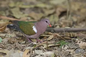 Queensland Prints: Emerald Ground-Dove Chalcophaps indica Cairns Queensland Australia October