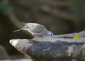 Emerald-spotted Wood Dove Turtur chalcospilos Masai Mara Kenya Emerald-spotted Wood Dove Turtur chalcospilos Masai Mara Kenya