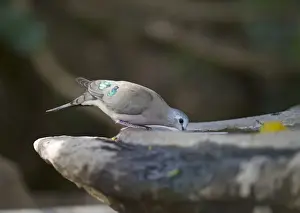 Kenya Prints: Emerald-spotted Wood Dove Turtur chalcospilos Masai Mara Kenya