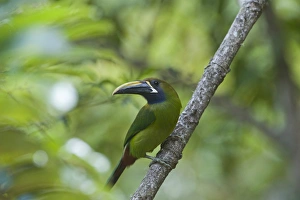Emerald Toucanet Aulacorrhynchus prasinus Savegre Costa Rica Emerald Toucanet Aulacorrhynchus prasinus Savegre Costa Rica