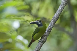 Central America Prints: Emerald Toucanet Aulacorrhynchus prasinus Savegre Costa Rica