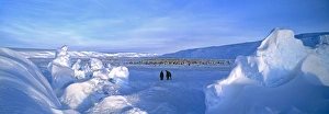 Emperor Penguins Aptenodytes forsteri colony at Dawson-Lambton Glacier Weddell Sea