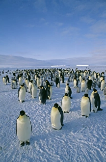 Dawson Lambton Prints: Emperor Penguin, Aptenodytes forsteri, colony, Dawson Lambton Glacier, Weddell Sea