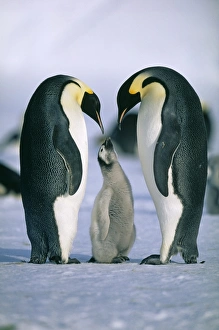 Emperor Penguin, Aptenodytes forsteri, , Weddell Sea, Antarctica