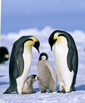 Emperor Penguin, Aptenodytes forsteri,, Weddell Sea, Antarctica Emperor Penguin, Aptenodytes forsteri,, Weddell Sea, Antarctica