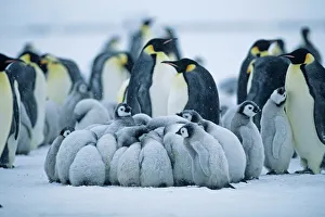 Emperor Penguin, Aptenodytes forsteri, Weddell Sea, Antarctica Emperor Penguin, Aptenodytes forsteri, Weddell Sea, Antarctica
