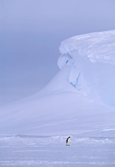 Emperor Penguin, Aptenodytes forsteri, returning to colony across sea ice, Weddell Sea