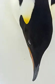 Images Dated 6th November 2006: Emperor Penguin Aptenodytes forsteri adult Snow Hill Island Antarctica November