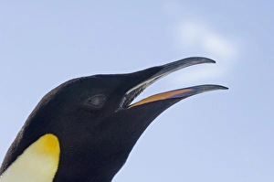 Emperor Penguin Aptenodytes forsteri Snow Hill Island Weddell Sea Antarctica November