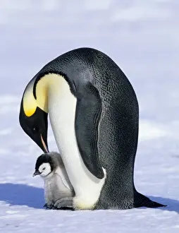 Penguin Prints: Emperor Penguin Aptenodytes forsteri Cape Crozier Ross Sea Antarctica