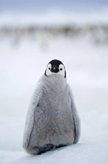 Emperor Penguin Aptenodytes forsteri chick at colony Snow Hill Island Antarctica November Emperor Penguin Aptenodytes forsteri chick at colony Snow Hill Island Antarctica November
