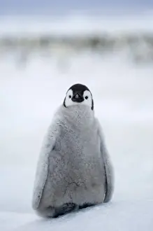 Images Dated 8th November 2005: Emperor Penguin Aptenodytes forsteri chick at colony Snow Hill Island Antarctica November