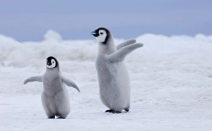 Emperor Penguin Aptenodytes forsteri Snow Hill Island Weddell Sea Antarctica November