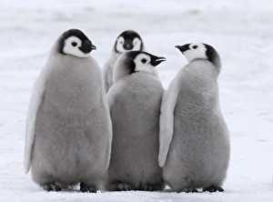Emperor Penguin Aptenodytes forsteri chicks Snow Hill Island Weddell Sea Antarctica Emperor Penguin Aptenodytes forsteri chicks Snow Hill Island Weddell Sea Antarctica