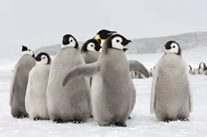 Emperor Penguin Aptenodytes forsteri chicks Snow Hill Island Weddell Sea Antarctica