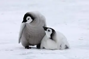 Emperor Penguin Aptenodytes forsteri chicks Snow Hill Island Weddell Sea Antarctica