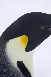 Images Dated 6th November 2006: Emperor Penguin Aptenodytes forsteri colony Snow Hill Island Antarctica November