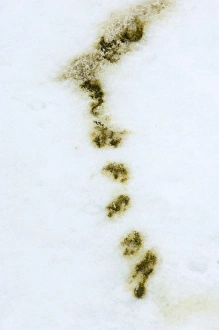Emperor Penguin Aptenodytes forsteri droppings on sea ice at Snow Hill Island Antarctica Emperor Penguin Aptenodytes forsteri droppings on sea ice at Snow Hill Island Antarctica