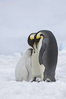 Emperor Penguin Aptenodytes forsteri Snow Hill Island Weddell Sea Antarctica November Emperor Penguin Aptenodytes forsteri Snow Hill Island Weddell Sea Antarctica November