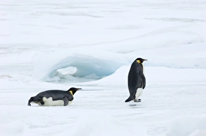 Emperor Penguin Aptenodytes forsteri Snow Hill Island Weddell Sea Antarctica November