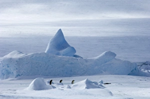 Emperor Penguin Aptenodytes forsteri walking across the sea ice of Weddell Sea near Emperor Penguin Aptenodytes forsteri walking across the sea ice of Weddell Sea near