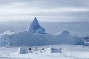 Emperor Penguin Aptenodytes forsteri walking across the sea ice of Weddell Sea near
