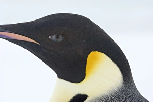 Emperor Penguin Aptenodytes fosteri adult Weddell Sea near Snow Hill Island Antarctica Emperor Penguin Aptenodytes fosteri adult Weddell Sea near Snow Hill Island Antarctica