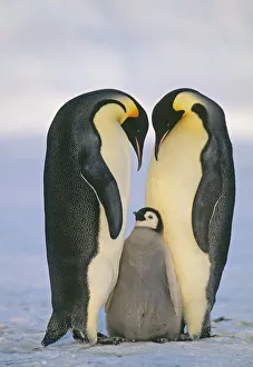 Emperor Penguin Aptenodytes fosterii pair with chick Weddell Sea Antarctica November Emperor Penguin Aptenodytes fosterii pair with chick Weddell Sea Antarctica November