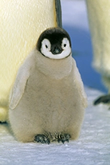Emperor Penguin chick, Aptenodytes forsteri, Dawson Lambton Glacier, Weddell Sea Emperor Penguin chick, Aptenodytes forsteri, Dawson Lambton Glacier, Weddell Sea