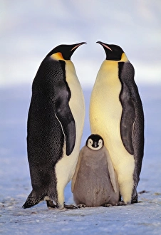 Penguin Prints: Emperor Penguin pair with chick Antarctica