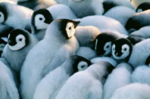Emperor Penguins, Aptenodytes forsteri, chicks huddled together in a creche to keep warm Emperor Penguins, Aptenodytes forsteri, chicks huddled together in a creche to keep warm
