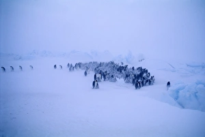 Emperor Penguins, Aptenodytes forsteri, young huddling together to form a creche to keep warm