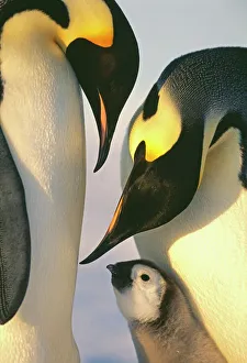 Emperor Penguins, Aptenodytes forsteri, family, Weddell Sea, Antarctica
