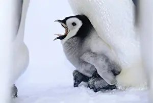 Emperor Penguins Aptenodytes forsteri chick being brooded Weddell Sea Antarctica