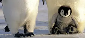 Chick Prints: Emperor Penguins Aptenodytes forsteri chick being brooded Weddell Sea Antarctica