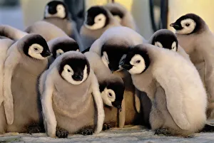 Emperor Penguins Aptenodytes forsteri chicks Weddell Sea Antarctica Emperor Penguins Aptenodytes forsteri chicks Weddell Sea Antarctica