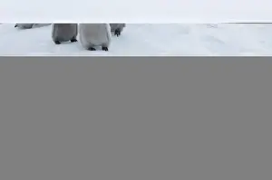 Images Dated 8th November 2005: Emperor Penguins Aptenodytes forsteri chicks Snow Hill Island Antarctica November